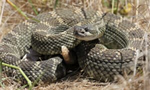 What Venomous Snakes Live in Yosemite National Park? Picture