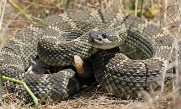 Discover Washington State's Only Rattlesnake Species - A-Z Animals