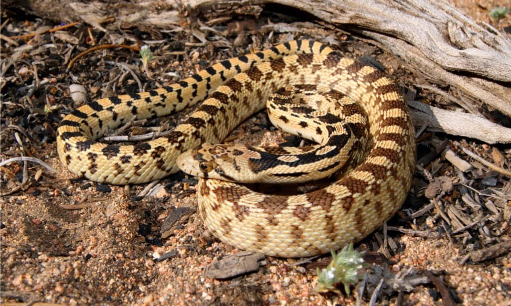 The largest snake in Oregon is the gopher snake