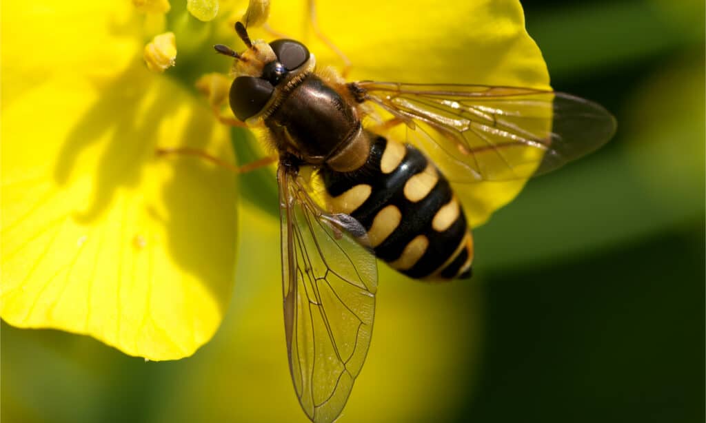 Hover Fly vs Sweat Bee: What are the Differences? - A-Z Animals