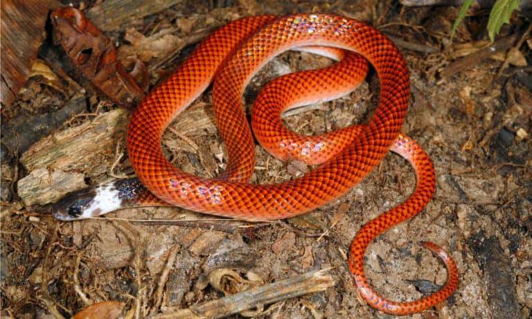 mussurana snake