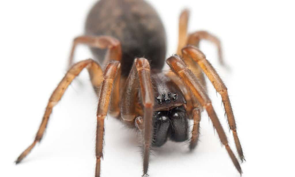 10 Common Brown Spiders In California - AZ Animals