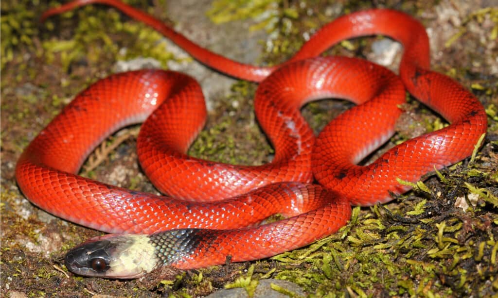 mussurana snake