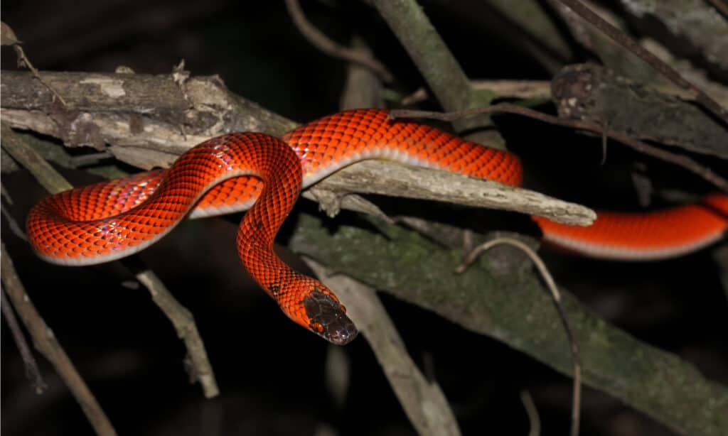 mussurana snake