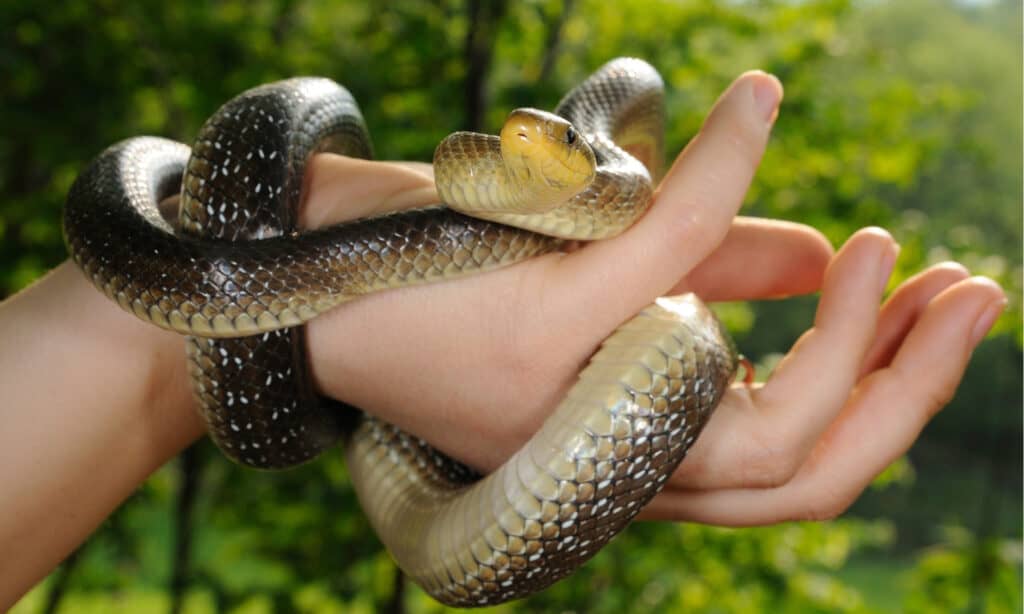 aesculapian snake