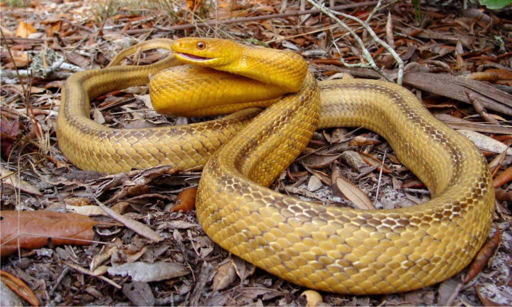 orange snakes in florida