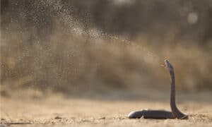 North Carolina Officials Catch Highly Venomous Spitting Cobra With 9ft Spray photo
