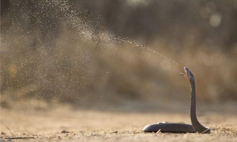 Mozambique Spitting Cobra