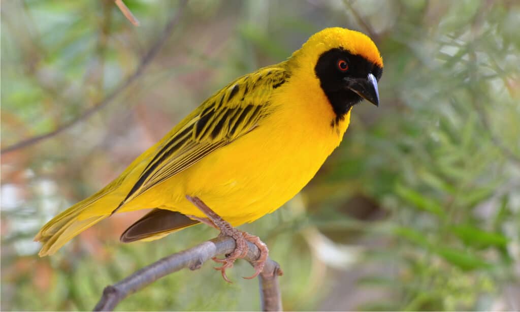 african weaver bird nest