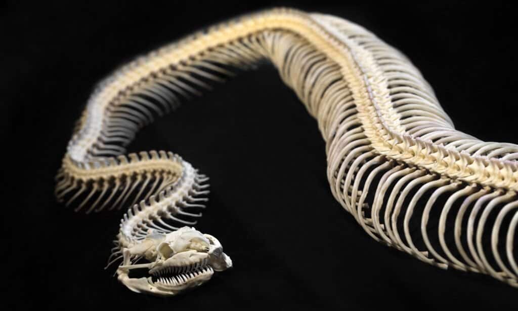 Snake Skeletons: Here's What Makes Them So Unique - A-Z Animals