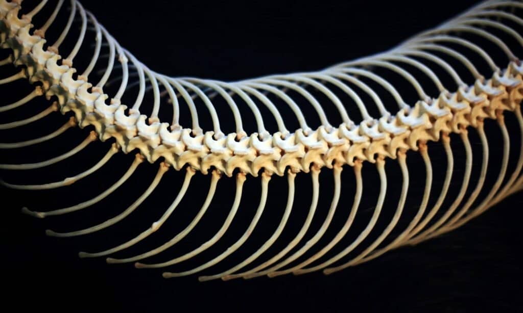 Snake Skeleton Vertebrae