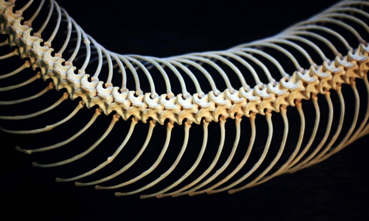 Snake Anatomy — Their Faces, Skeleton, Body, and More! - A-Z Animals
