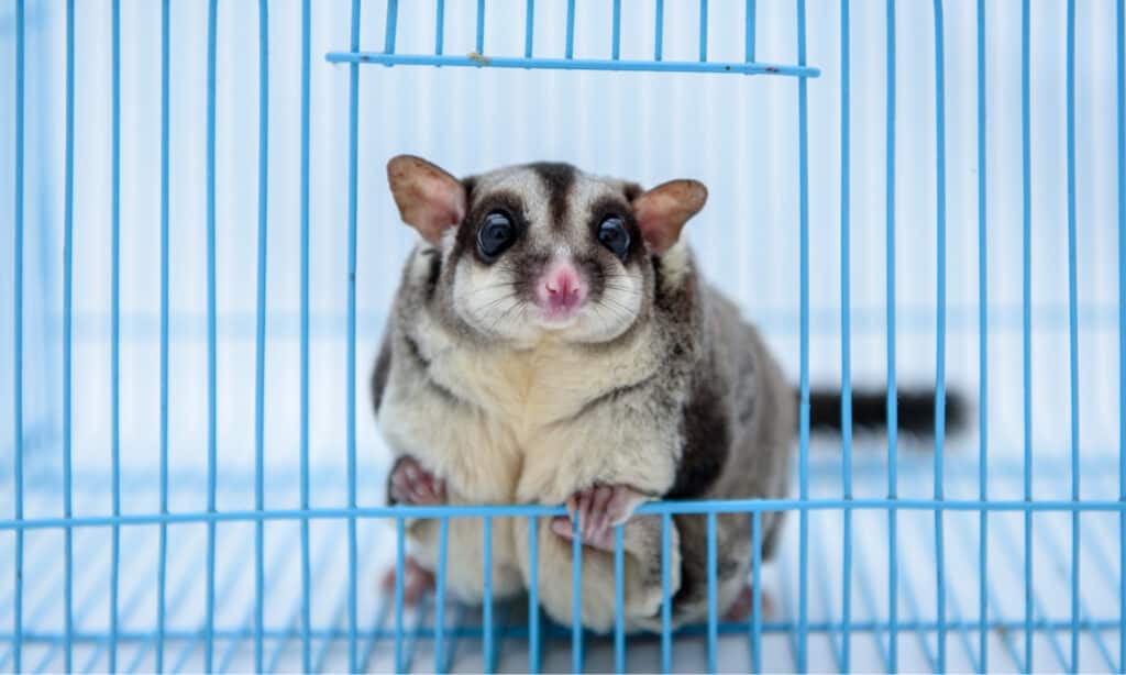 Home sweet home: A thoughtfully designed sugar glider enclosure offers a spacious and enriching environment, complete with climbing structures, hiding spots, and plenty of room for exploration and play.