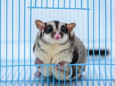 A Best Sugar Glider Cages for 2022: Reviewed
