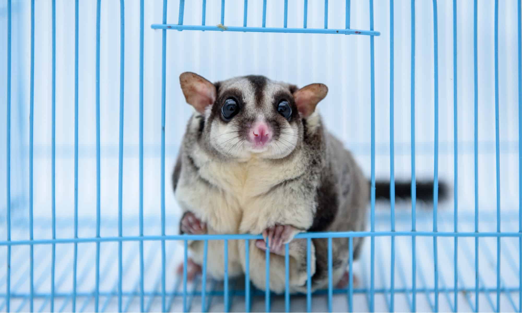 sugar glider cage