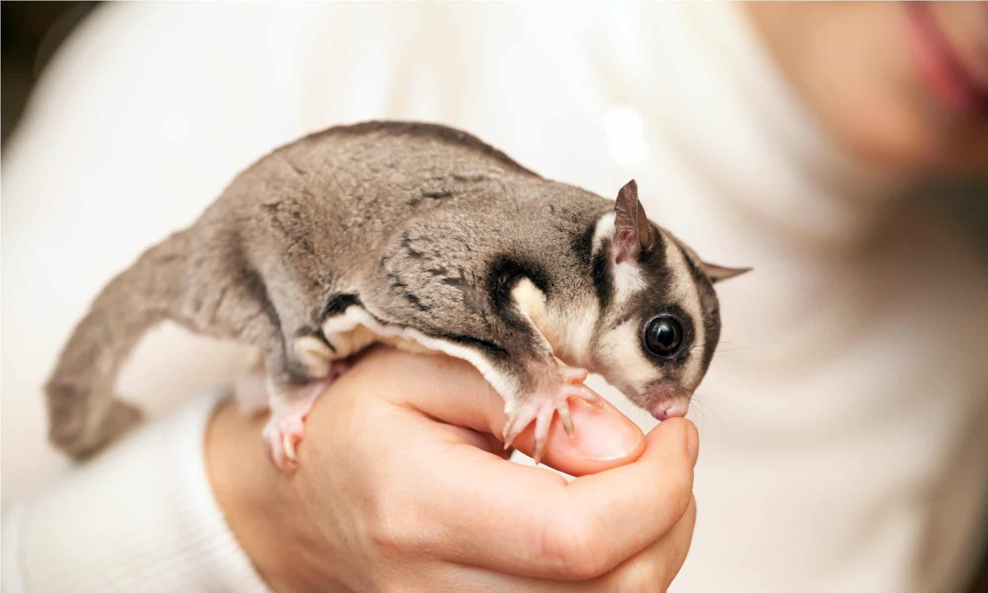 pet sugar glider