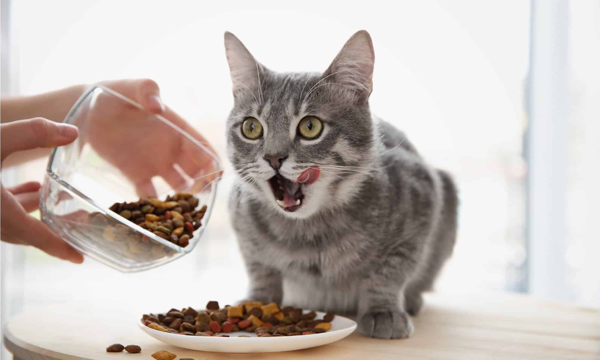 Taste of the 2024 wild kitten food review