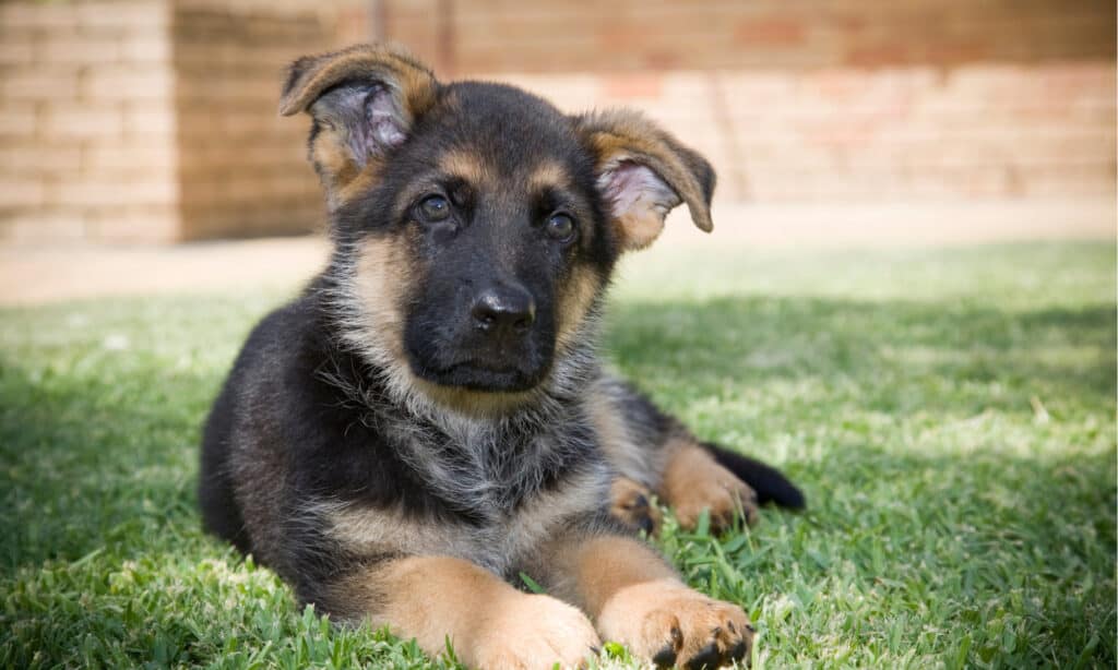 taste of the wild high prairie puppy