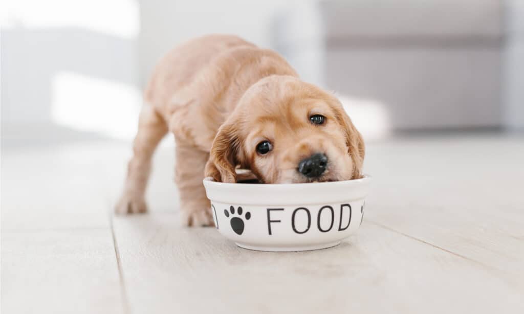 Puppies have different nutritional needs than adult and senior dogs.