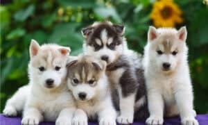 See 13 Rare and Unique Husky Colors Picture