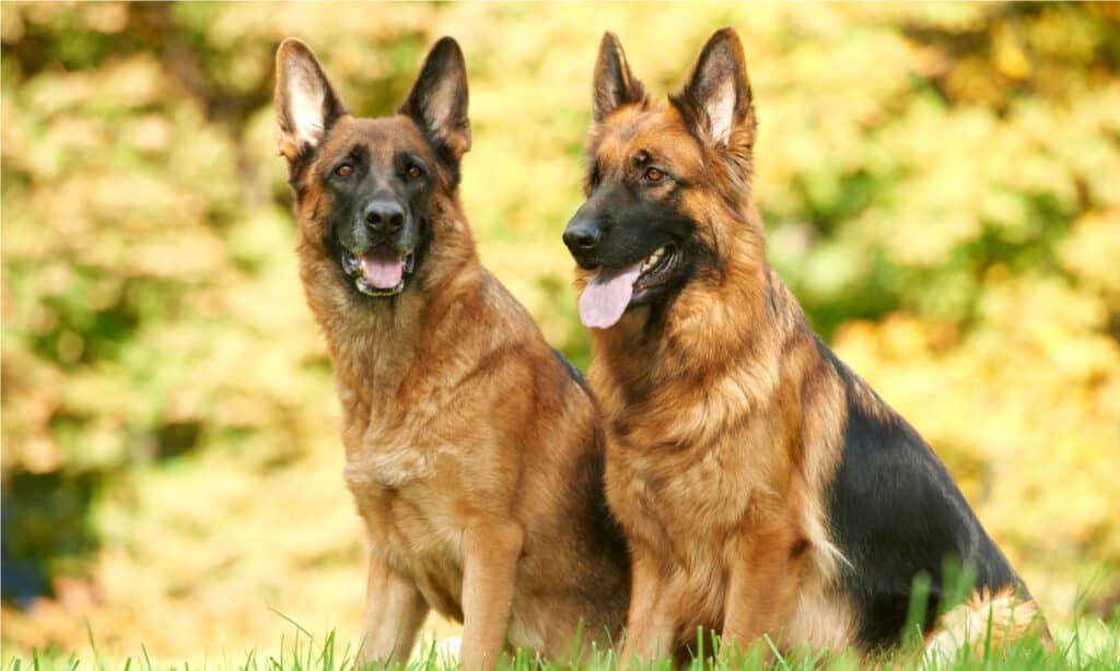 Border Collie vs German Shepherd