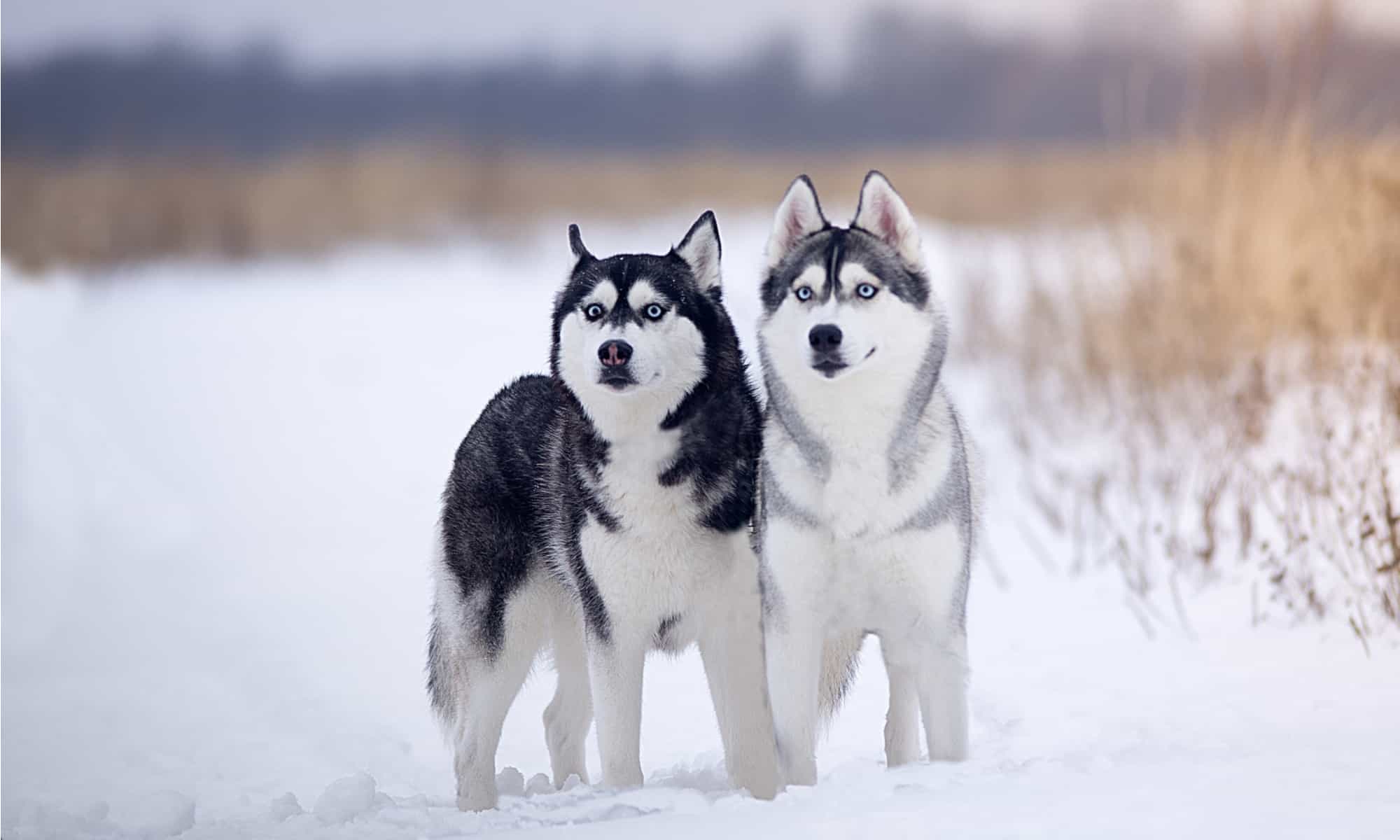 Alaskan Husky Vs Siberian Husky: What’s the Difference? - A-Z Animals