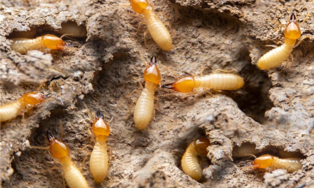 termites burrowing