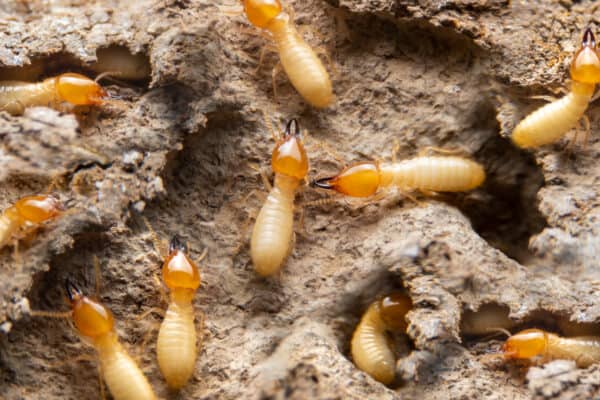 Some insects, such as termites, pictured here, burrow underground.