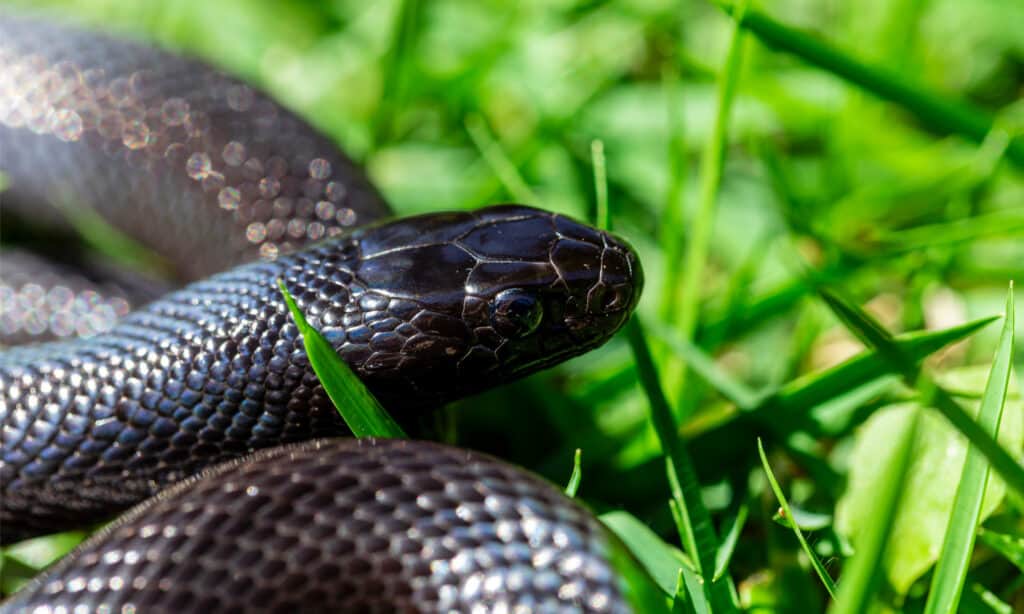 mexican black kingsnake on grass