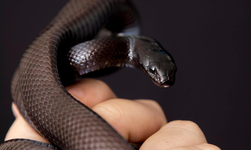 the-mexican-black-kingsnake-is-part-of-the-larger-colubrid-family-of-picture-id1304920522