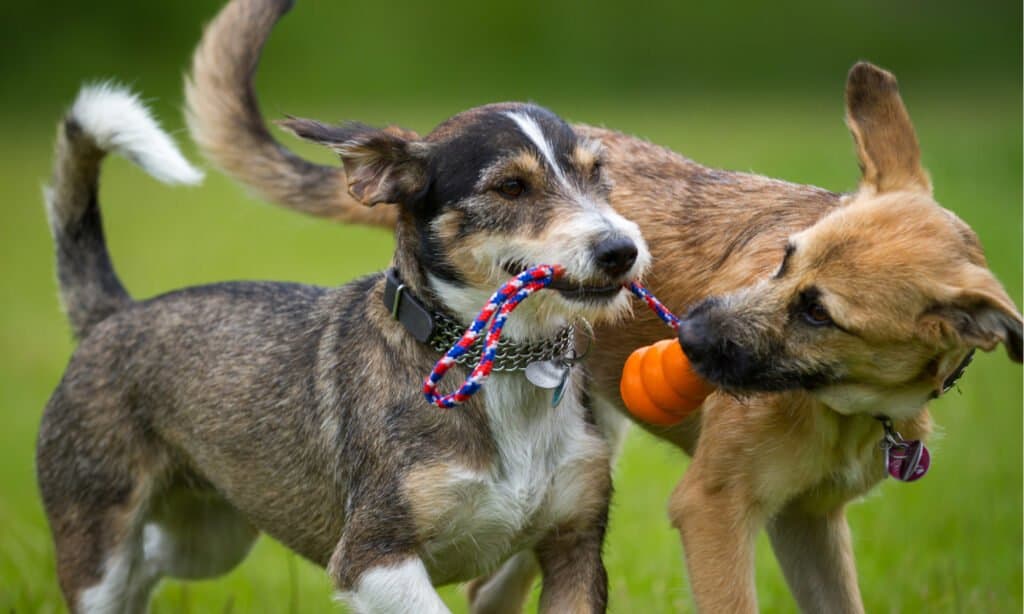 cat and dog mating together