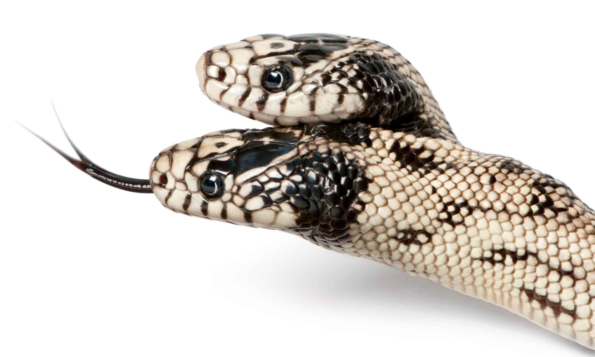 Watch Amazing Footage of a Two-Headed Snake Slither Around a Woman’s Arm