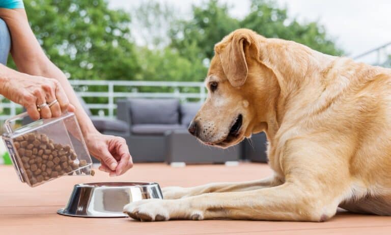 victor high pro plus dog food