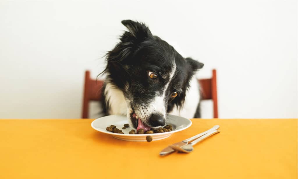 Incorporating mentally stimulating activities will keep your border collie's mind sharp.