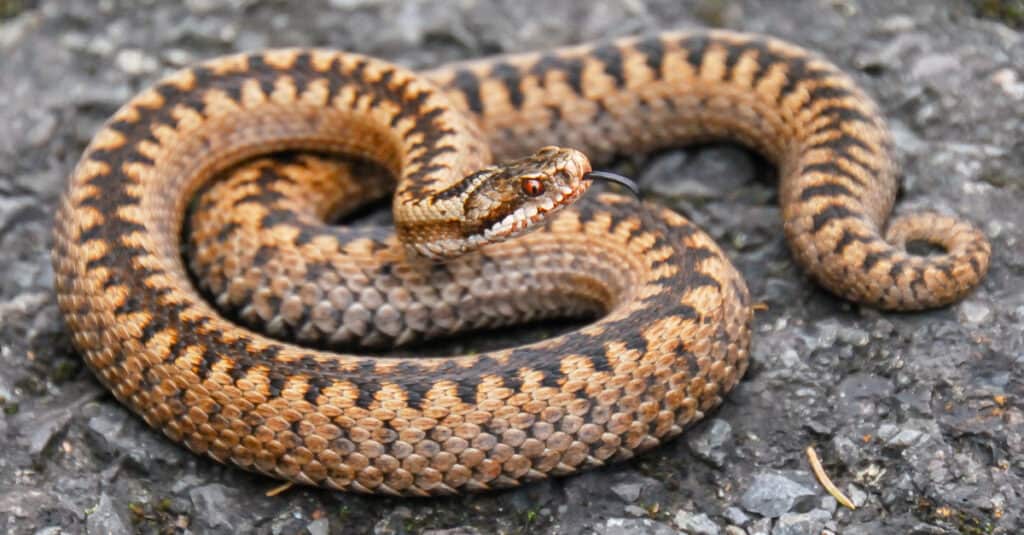 Discover The Venomous Arctic Snake That Survives -57° Bitter Cold