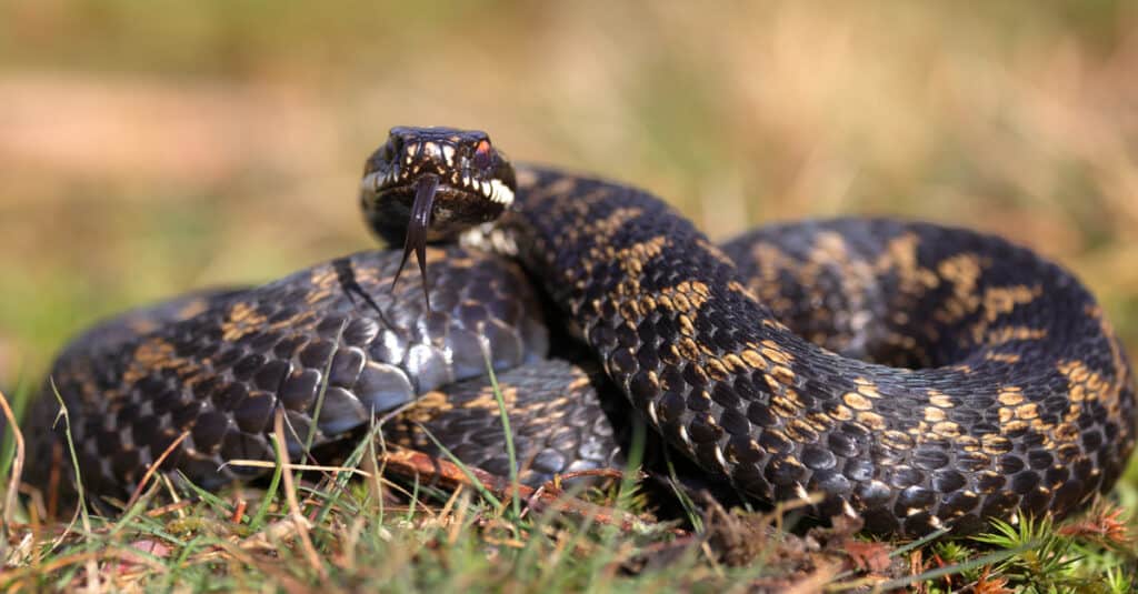 Adder on grass