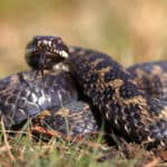 European adder