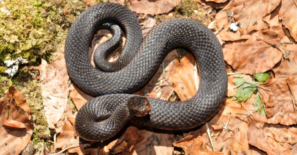 Can Snakes Hear or Are They Deaf? Do Snakes Have Ears? - A-Z Animals