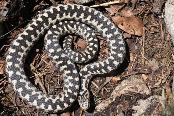 Male European adders are usually silvery-gray in color, and thinner than the females.