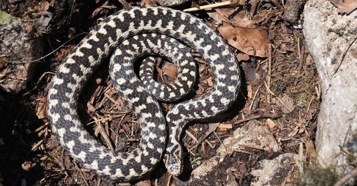 Common adder on leaf litter.