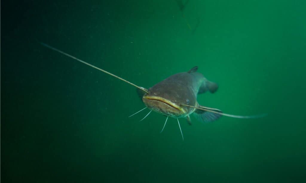 Wels catfish under water