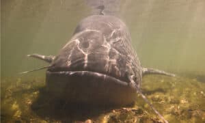 Discover the Massive Catfish That Grows to 10-Feet Long and 400 Pounds… Are They Dangerous? Picture