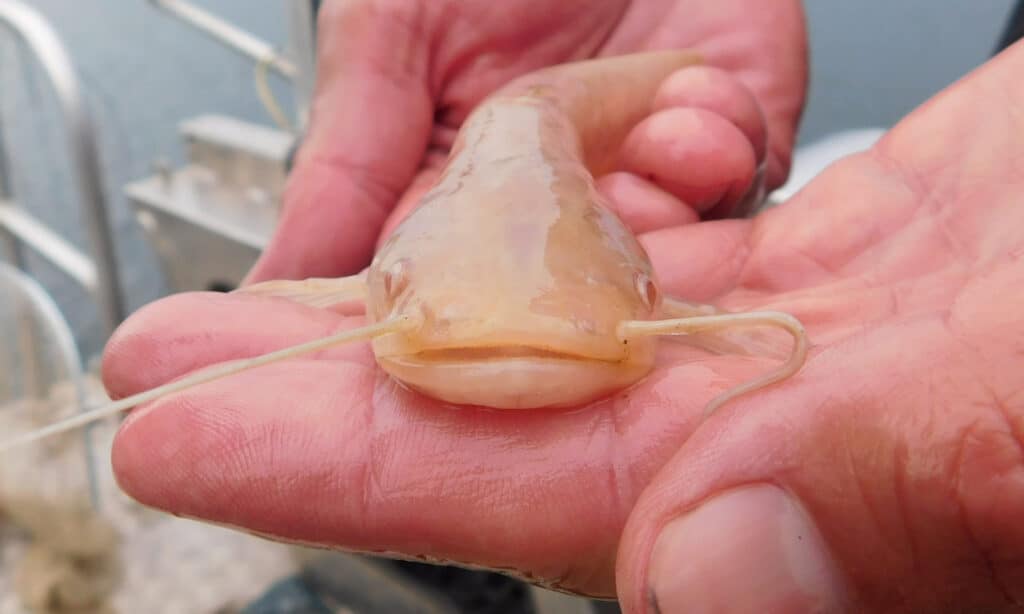 a juvenile albino wels catfish