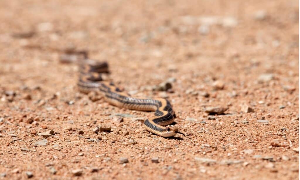 Patch-nosed snake