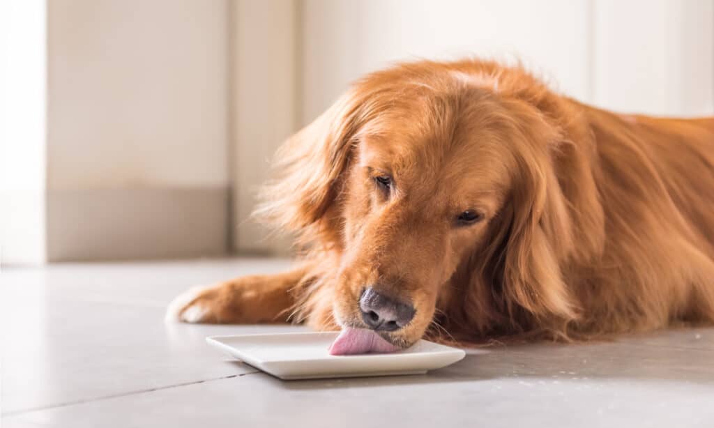 are lobster shells bad for dogs