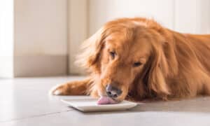 The Best Soft Dog Foods: Ranked and Reviewed Picture