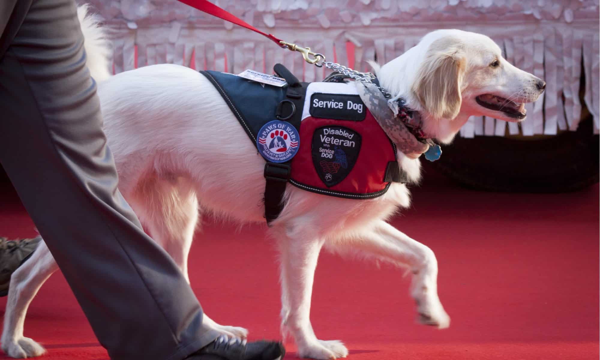 working dog vest