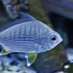 Mojarra