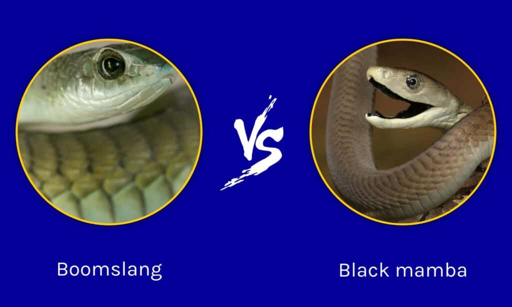 Boomslang Vs Black Mamba: What Are the Differences? - IMP WORLD