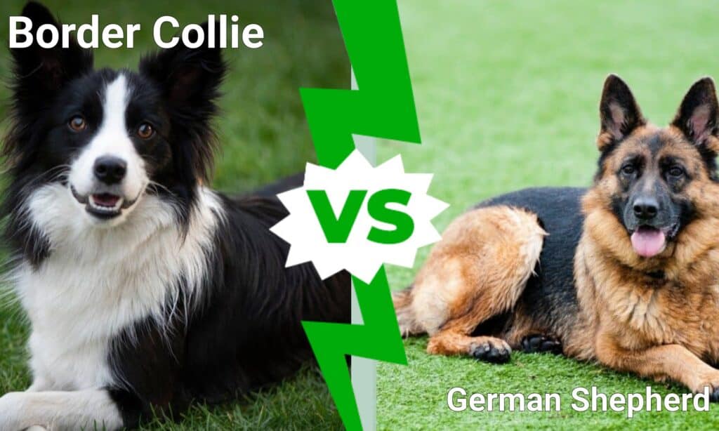 Border Collie vs German Shepherd